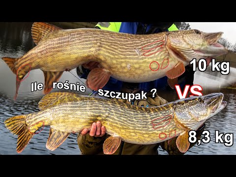 Rozpoczęcie sezonu szczupakowego ? Czy warto wypuszczać szczupaki ? Przyrost szczupaka ?