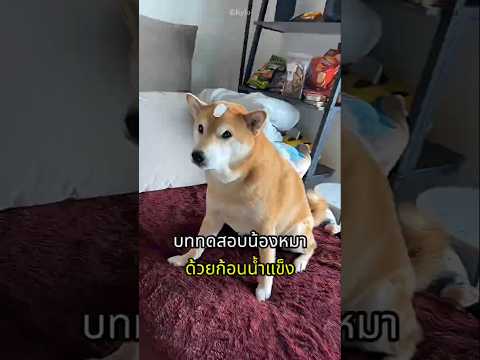 ทดสอบนิสัยน้องหมาด้วยก้อนน้ำแข็ง