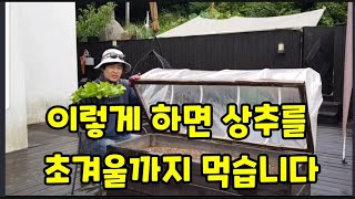 가을상추 심어서 초겨울 까지 먹는 방법 ~ #상추농사 #상추거름주는방법 #틀밭만드는방법 #상추초겨울까지먹는방…