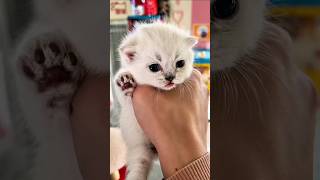 meowww ~😺#cat#cute#catvideos#funny#love
