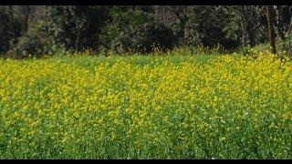 preview picture of video 'Mustard Farm at Bilaspur.Himachalpradesh.'