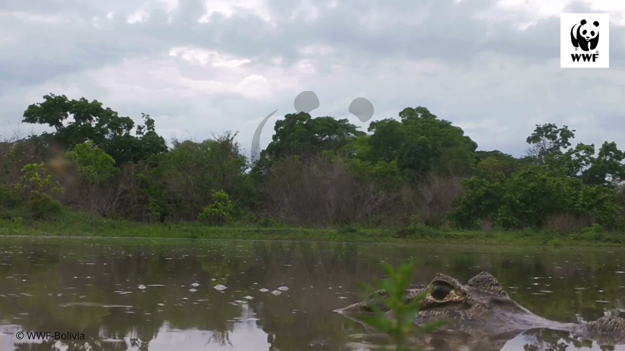 🐊 Miradas bajo el agua