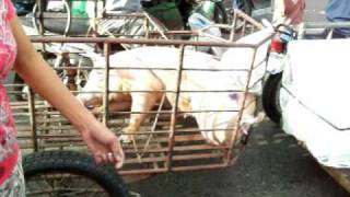 preview picture of video 'Hog in a cart, the Wet Market in Tarlac City, Philippines'