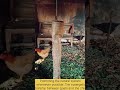 Spending time with our goats and the chicken #permaculture #farming #organic #chicken #synergy