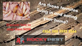 Termite Treatment Pest Control Rockingham  | Rocky Pest Rockingham Termite Control