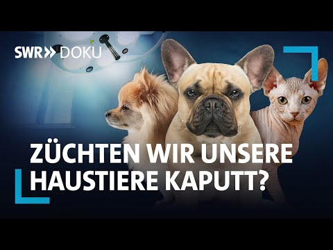 Leiden auf vier Pfoten - Züchten wir unsere Haustiere kaputt? | SWR Doku