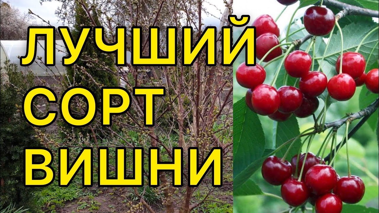 Сорт Вишни МОЛОДЕЖНАЯ. Вишня в вашем саду.