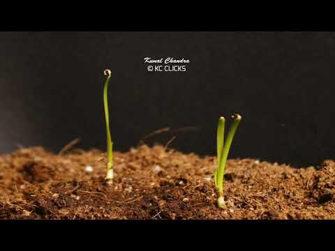 The growing timelapse of Rain Lily bulbs