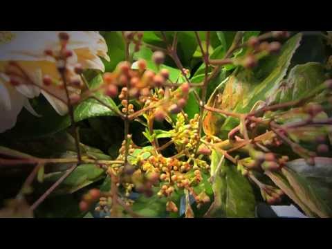 Opwekking 166 U bent de grote Koning