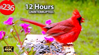 12 Hrs Best of Relaxing TV for Cats 😻 Uninterrupted Birds 🐦Portulaca / Moss Rose Cat TV @LensMyth​