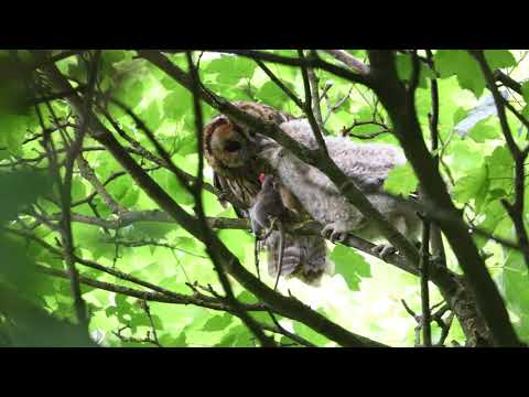 Tawny Owl feeding young