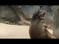 ​Why Do Sea Lions Bark