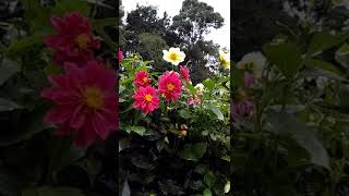 The birds sing sounds with beautiful flowers of nature. 🌅🐦🌼🍃🌿🌺💗🌲