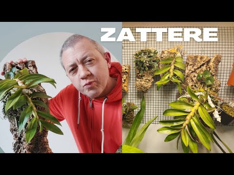 Dendrobium Parishii ...cork mounted. Healthy roots.