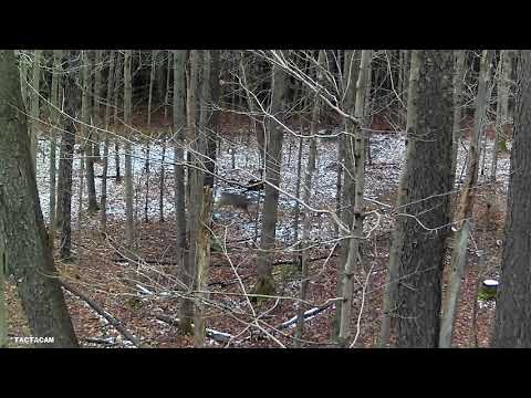 opening day buck and doe