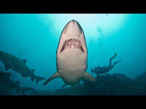 download lagu mp3 mp4 Grey Nurse Shark, download lagu Grey Nurse Shark gratis, unduh video klip Grey Nurse Shark