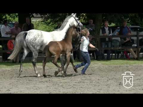 A208 Hengstfohlen von For Pleasure - Casall - Lenz