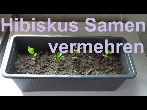 Hibiskus vermehren Samen Hibiskus Samen vermehren selber ziehen Hibiscus Eibisch vermehren