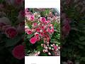 Climbing Pink Rose Plant From Meesho Shorts