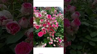 climbing pink rose plant from meesho #shorts