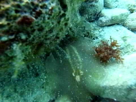 Che medicamentally per portare parassiti di un organismo Tesi su helminths