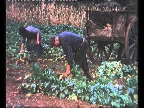 La recòlta de las bledas