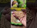 Urad Dal Face Pack For Instant Skin Brightening Ulunthu Face Pack For Glowing Skin Skincare Yt