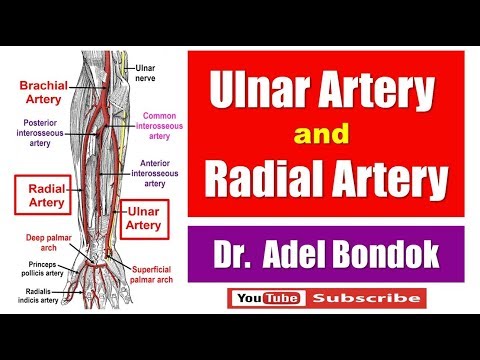 Ulnar Artery and Radial Artery, Dr Adel Bondok