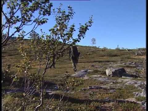 Villmarksliv: Rypejakt med Vebjørn Rodal og Gerhard Heiberg hos Plahtes Eiendommer