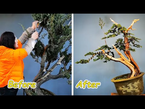 How to bend a bonsai - great bonsai bending skills #
