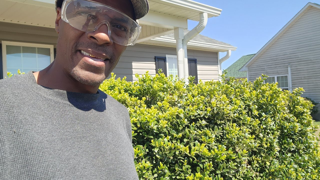 Let's trim some bushes