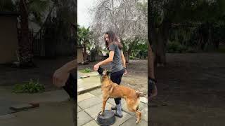 16 Malinois entrenando posicion inicial