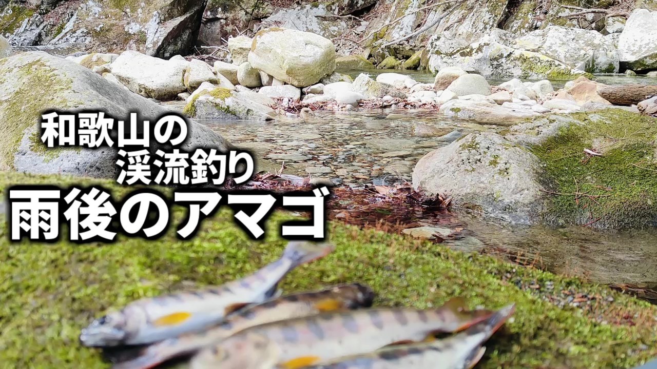 雨上がりのアマゴ釣り　和歌山の渓流