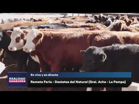 NHF Remate Feria General Acha - La Pampa (16-04-26)