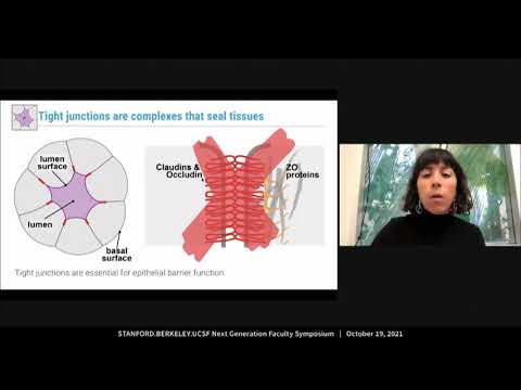 Organogenesis: The Complex Dance of Organ Formation | Vibepedia