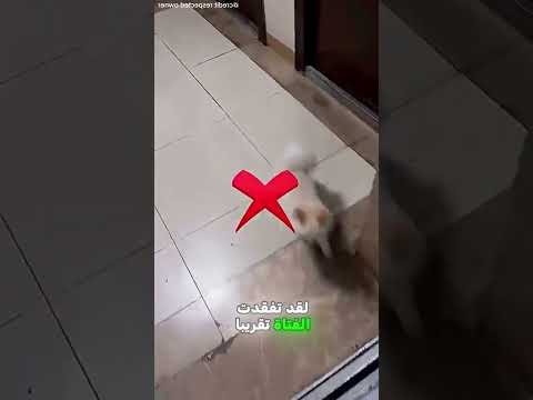 قصة الكلب التائه في المصعد 🐕‍🦺🏢.