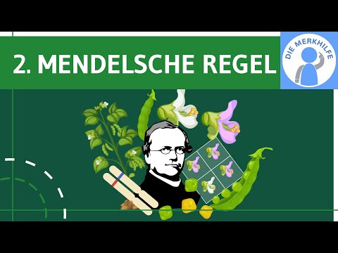 2. Mendel's rule / segregation rule - explanation, background, terms & recombination square