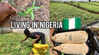 How i make money as a HOUSE WIFE in Nigeria | i get paid every two weeks | Work with me in my Farm