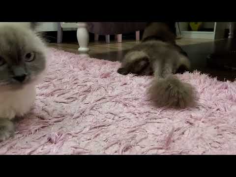 MY CATS!!!!and their  new stuff #shorts #cats #cattoys