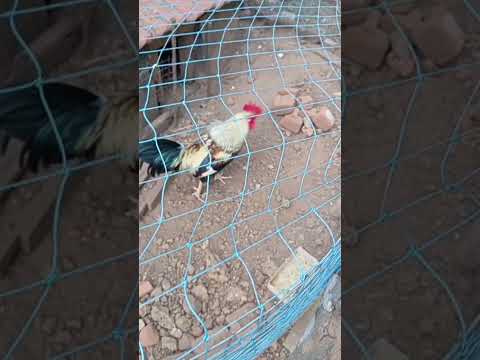 my lovely flowers #reels #trending #viral #ytshorts #share #flowers #like