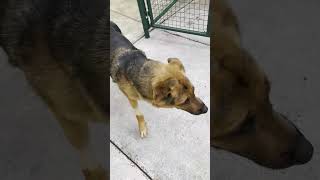 Video preview image #1 German Shepherd Dog Puppy For Sale in Cupertino, CA, USA