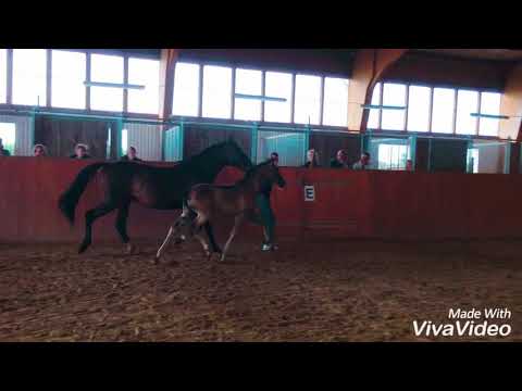 Filly by Bernay x Sancisco x Sion *for sale*