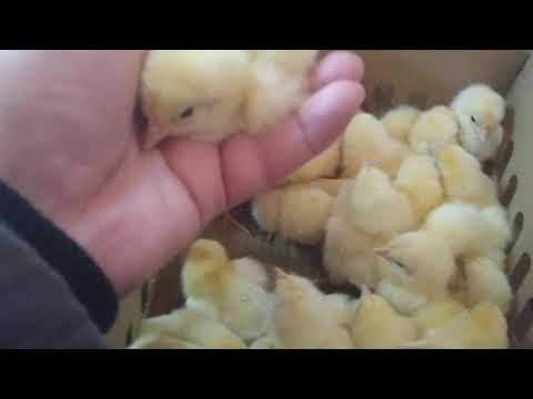 🐤🐤🐤Azi cumpăr puișori , rasă ouătoare