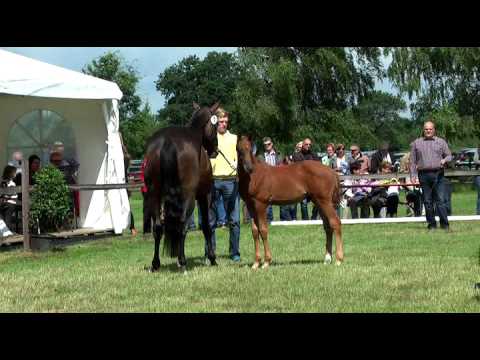 Sudweyher Fohlenschau 2016 - Kat.-Nr. 07