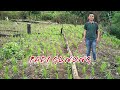 Cara Menanam Dan Merawat Padi Gunung Sampai Pasca Panen