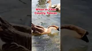 Download lagu When in Yilan County, Taiwan  #shortvideo  #short  #yılan  #taiwan  #highlight  #everyone mp3