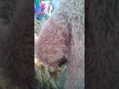 Traditii de Anu nou 2016- 2017 Todireni