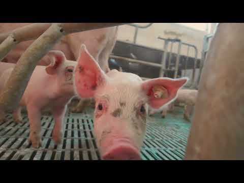 Andresen Schweine in Siedenbollentin