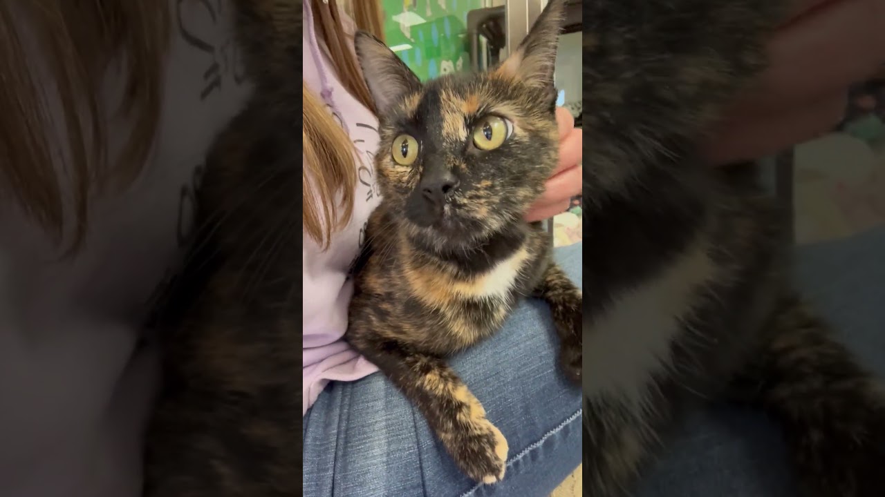 Lena - Your partner in crime!, an adopted Domestic Short Hair in Oshkosh, WI video 5/5