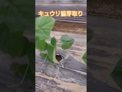 園芸温室の設置は簡単ですか？タスクを明確にするために知っておくべきすべての良いこと  庭園